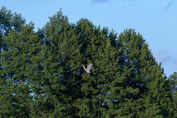 Grey Heron (Ardea cinerea).