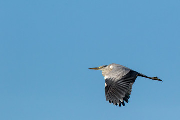 Grey Heron (Ardea cinerea).