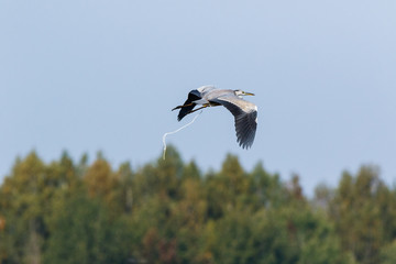 Grey Heron (Ardea cinerea).