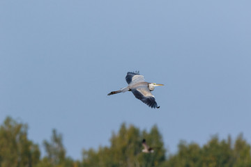 Grey Heron (Ardea cinerea).