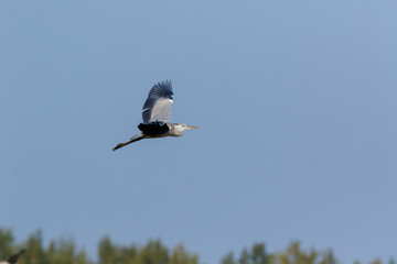 Grey Heron (Ardea cinerea).