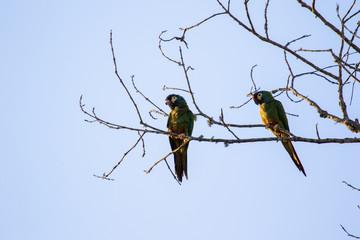Parrots on a branch