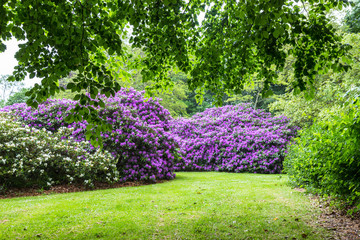 pink Rhododendron flowers in a garden