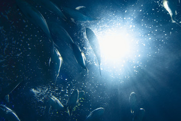 low view of fishes underwater with beautiful light 