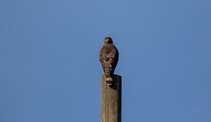 Raptor bird