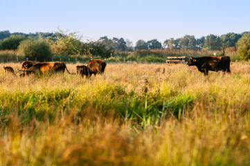 Heckrind im Abendlicht