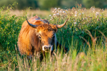 Heckrind im Abendlicht