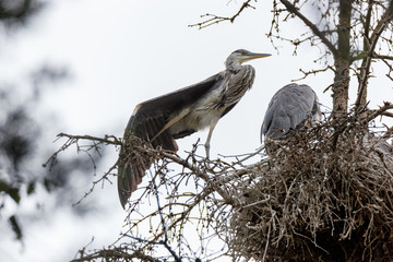 Grey Heron (Ardea cinerea).