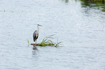 Grey Heron (Ardea cinerea).