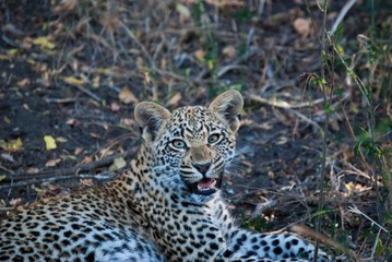 A close up of a lone leopard in Mala Mala Game Reserve, Mpumalanga, South Africa
