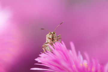 bug