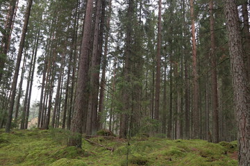 Vyborg nature and architecture