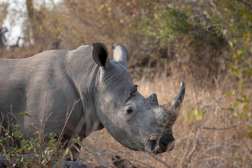 White Rhino (Ceratotherium simum) in Mpumalanga, South Africa