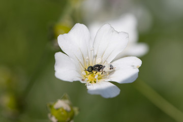 Obraz premium flower