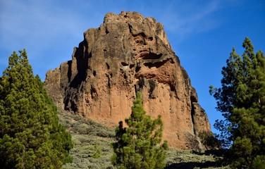 Fototapeta premium Roque Saucillo, pine trees and blue sky, Gran Canaria, Canary Islands