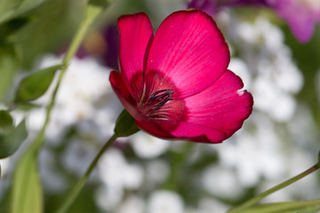 Naklejka premium flower