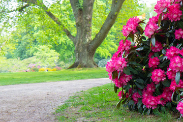 Naklejka premium Rhododendron frowers at Sophienholm garden