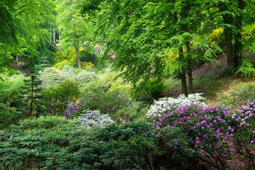 Rhododendron frowers at Sophienholm garden