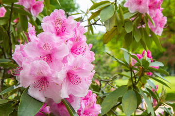 Rhododendron frowers at Sophienholm garden