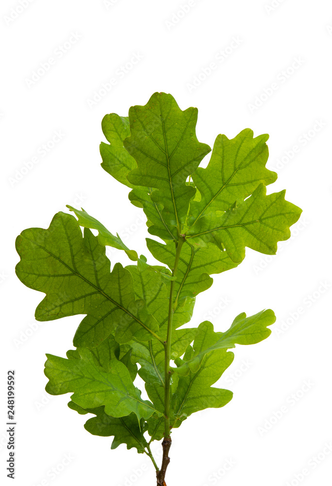 Wall mural branch with green leaves of oak