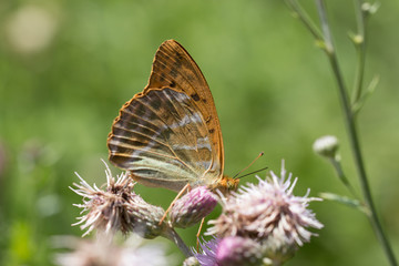 butterfly
