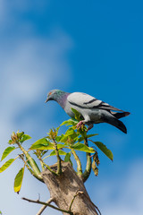 bird on a branch with a nice sky