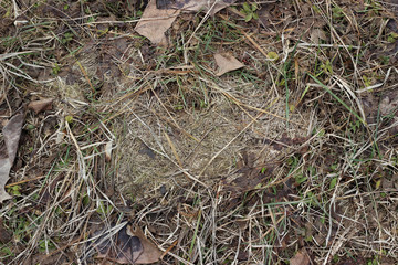 Grass ground earth soil wet leaves winter surface texture