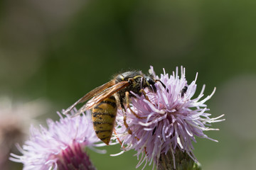 wasp