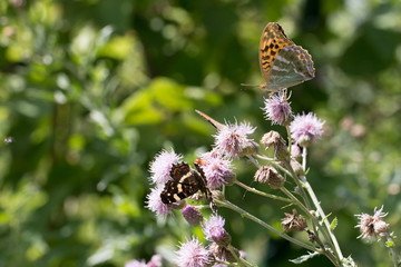 butterfly