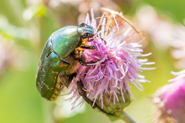 beetle