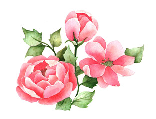 watercolor floral illustration