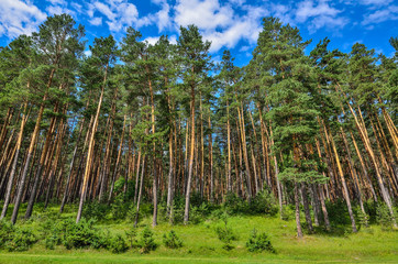 Pine forest  - beautiful summer sunny landscape