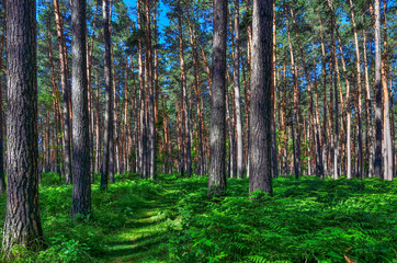 Beautiful summer sunny landscape in pine forest