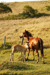 Cavalos mãe e filho