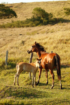 Cavalos m&atilde;e e filho