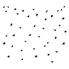 ducks flying,set of birds