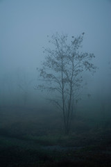 Obraz na płótnie Canvas Tree in thick fog
