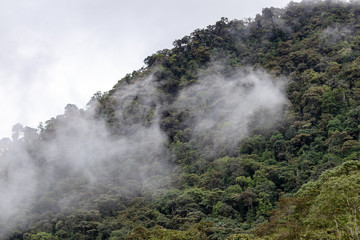 The cloud forest