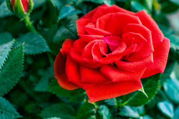 Beautiful red rose, dew drops, closeup