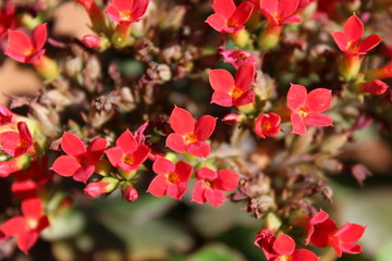 Florzinha