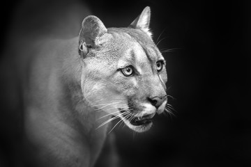 Puma close up portrait with beautiful eyes isolated on black background. Black and white