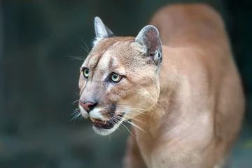 Raamstickers Puma close up portrait with beautiful eyes © kwadrat70