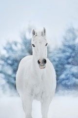 Fototapeta na wymiar White horse run in snow landscape