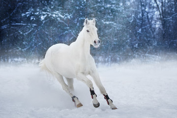 Naklejka na ściany i meble White horse run in snow landscape