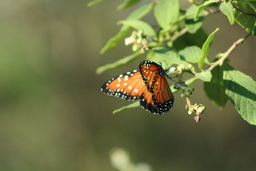 Borboleta laranja 2