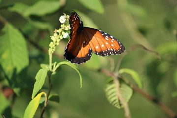 Borboleta laranja