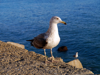 Seagull in the bay of cádiz, andalusia. Spain. Europe