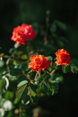Obraz na płótnie Canvas red rose in the garden