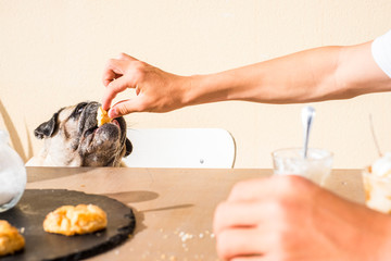 Caucasian people dog owner feed with a sweet biscuits her lovely hungry pug - love and friendship with animals concept - breakfast time in outdoor place