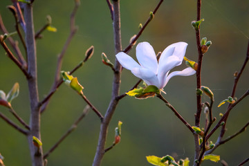 Close up of magnolia flower in spring.